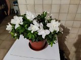IMG_20240319_060308