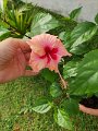 IMG_20240421_162352