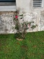 IMG_20240421_162624