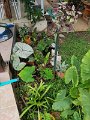 IMG_20241222_115434