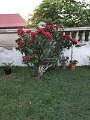 IMG_20240307_173532