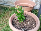 IMG_20240307_173718