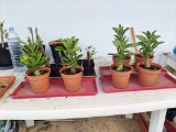 IMG_20240307_173755