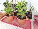 IMG_20240307_173839
