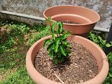 IMG_20240309_122419