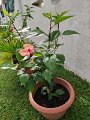 IMG_20240421_162400